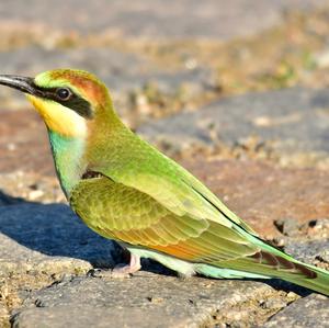 European Bee-eater