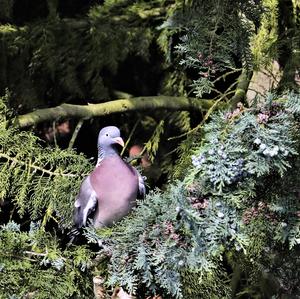 Common Wood-pigeon