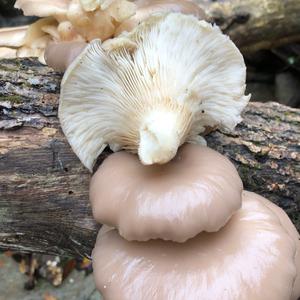 Oyster Mushroom