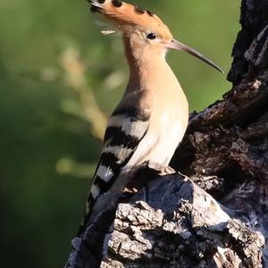 Eurasian Hoopoe