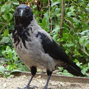 Hooded Crow