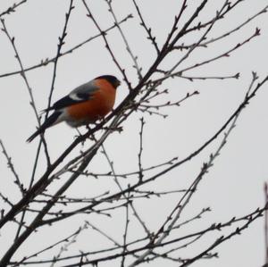 Eurasian Bullfinch