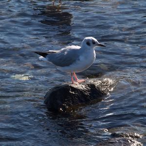 Little Gull