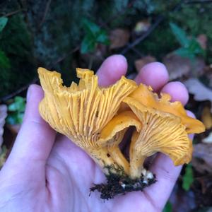 Chanterelle, Common