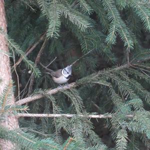 Crested Tit