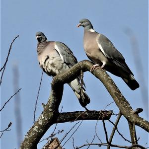 Common Wood-pigeon