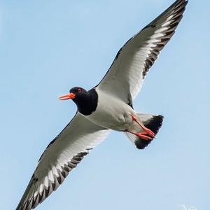 Eurasian Oystercatcher