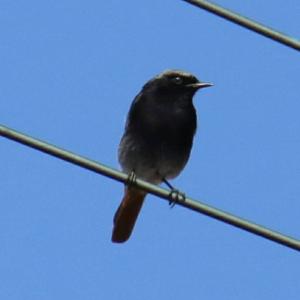 Black Redstart