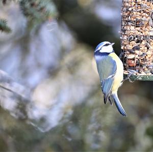 Blue Tit