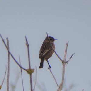 European stonechat