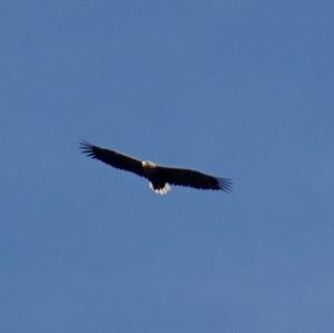 White-tailed Eagle