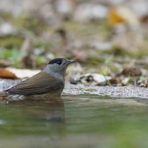 Blackcap