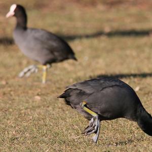 Common Coot