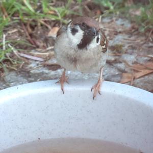 Eurasian Tree Sparrow