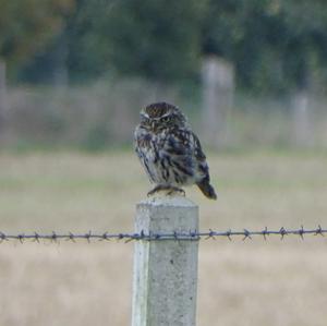 Little Owl