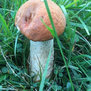 King Bolete