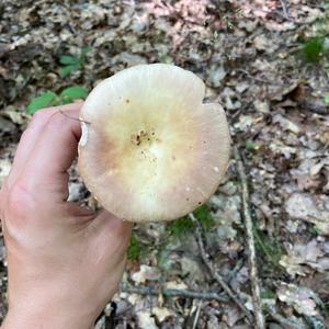 Bare-toothed Russula