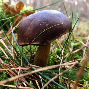 Bay Bolete