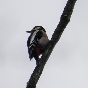 Great Spotted Woodpecker