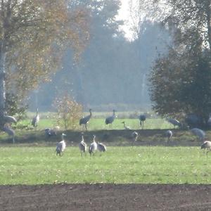 Common Crane