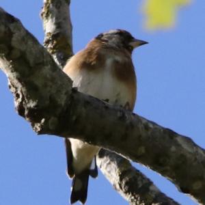 European Goldfinch