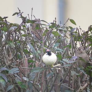 House Sparrow