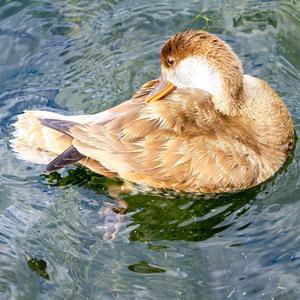 Red-crested Pochard