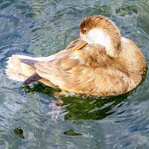 Red-crested Pochard