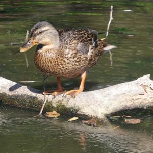 Mallard