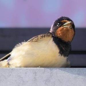 Barn Swallow