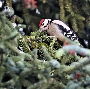 Great Spotted Woodpecker