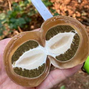 Stinkhorn, Common