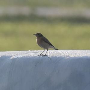 Northern Wheatear