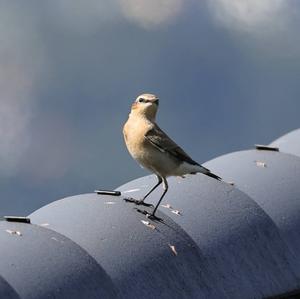 Northern Wheatear