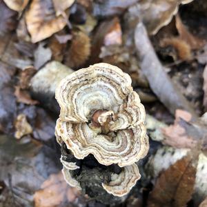 Turkey-tail