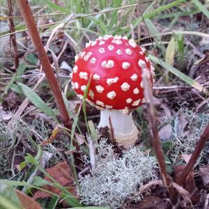 Fly Agaric