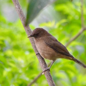 Clay-coloured Thrush