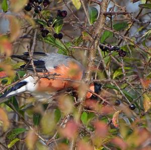 Eurasian Bullfinch