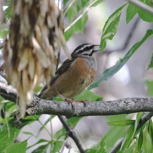 Rock Bunting