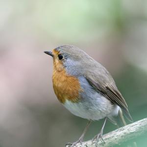 European Robin