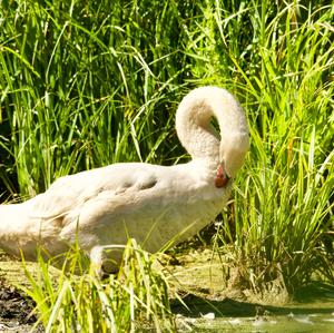 Höckerschwan