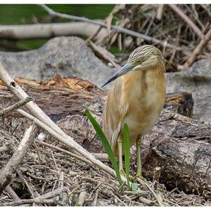 Squacco Heron