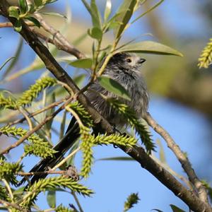 Long-tailed Tit