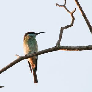 Blue-throated Bee-eater