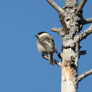 Willow Tit