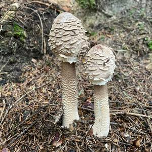 Parasol Mushroom