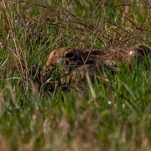 European Hare