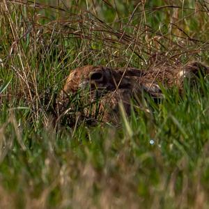 European Hare