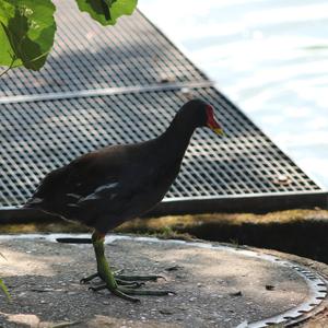 Common Moorhen