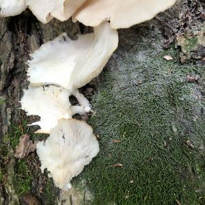 Oyster Mushroom